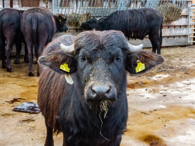 Buffle d'eau - De Zonnegloed - Refuge pour animaux